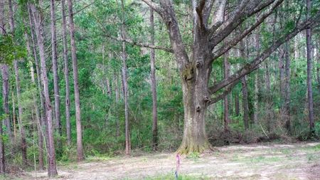 South Mississippi Hunting Paradise for Sale Amite County,MS - image 21