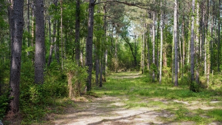South Mississippi Hunting Paradise for Sale Amite County,MS - image 25