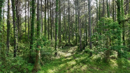 South Mississippi Hunting Paradise for Sale Amite County,MS - image 4