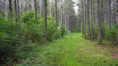 South Mississippi Hunting Paradise for Sale Amite County,MS - image 18