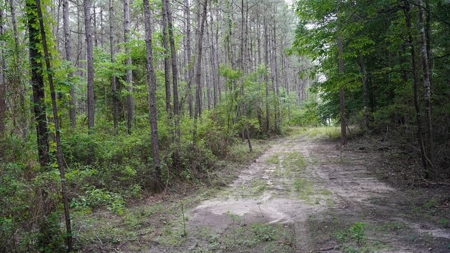 South Mississippi Hunting Paradise for Sale Amite County,MS - image 14