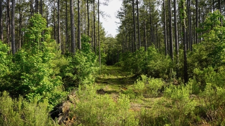 South Mississippi Hunting Paradise for Sale Amite County,MS - image 37