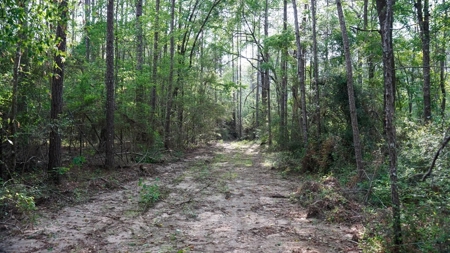 South Mississippi Hunting Paradise for Sale Amite County,MS - image 41
