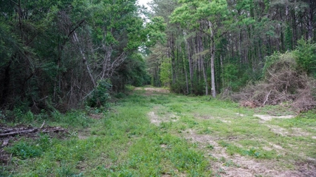 South Mississippi Hunting Paradise for Sale Amite County,MS - image 22