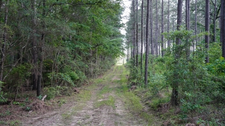 South Mississippi Hunting Paradise for Sale Amite County,MS - image 40