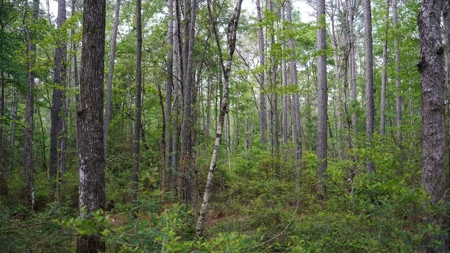 South Mississippi Hunting Paradise for Sale Amite County,MS - image 43