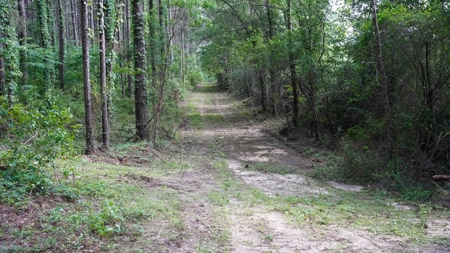 South Mississippi Hunting Paradise for Sale Amite County,MS - image 17