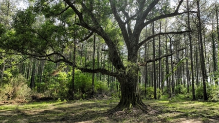South Mississippi Hunting Paradise for Sale Amite County,MS - image 5