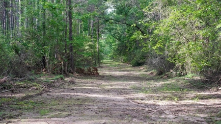 South Mississippi Hunting Paradise for Sale Amite County,MS - image 26