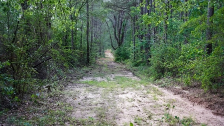 South Mississippi Hunting Paradise for Sale Amite County,MS - image 11