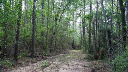 South Mississippi Hunting Paradise for Sale Amite County,MS - image 44