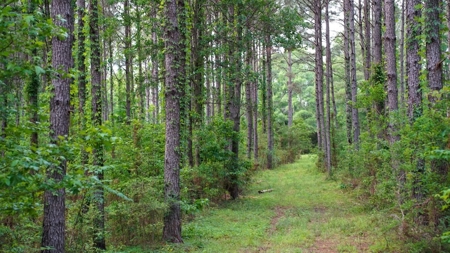 South Mississippi Hunting Paradise for Sale Amite County,MS - image 20