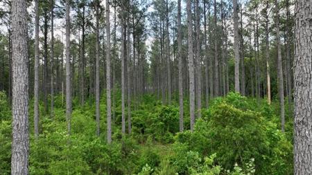 South Mississippi Hunting Paradise for Sale Amite County,MS - image 9
