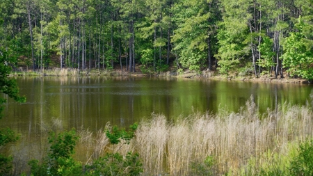 South Mississippi Hunting Paradise for Sale Amite County,MS - image 29