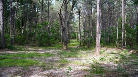 South Mississippi Hunting Paradise for Sale Amite County,MS - image 24