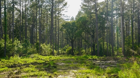 South Mississippi Hunting Paradise for Sale Amite County,MS - image 39