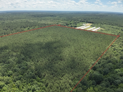Large Hunting Land for Sale near Rison, AR W/ Hardwood Creek - image 18