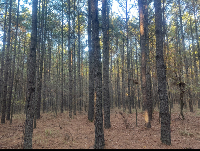 Large Hunting Land for Sale near Rison, AR W/ Hardwood Creek - image 8