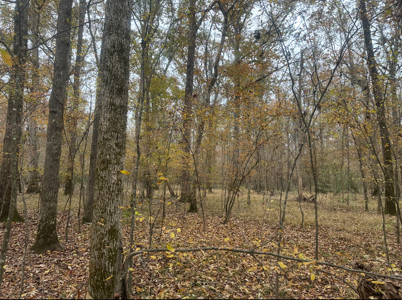 Large Hunting Land for Sale near Rison, AR W/ Hardwood Creek - image 11