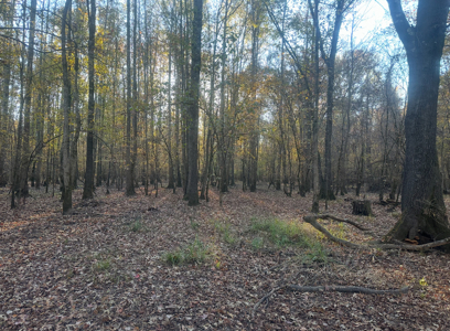 Large Hunting Land for Sale near Rison, AR W/ Hardwood Creek - image 2
