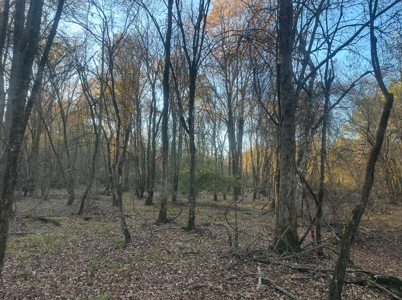 Large Hunting Land for Sale near Rison, AR W/ Hardwood Creek - image 3