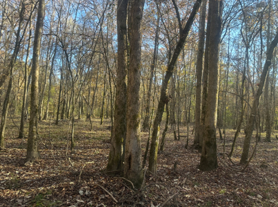 Large Hunting Land for Sale near Rison, AR W/ Hardwood Creek - image 14