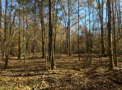 Large Hunting Land for Sale near Rison, AR W/ Hardwood Creek - image 13