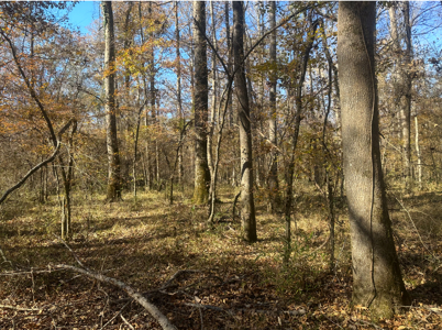 Large Hunting Land for Sale near Rison, AR W/ Hardwood Creek - image 4