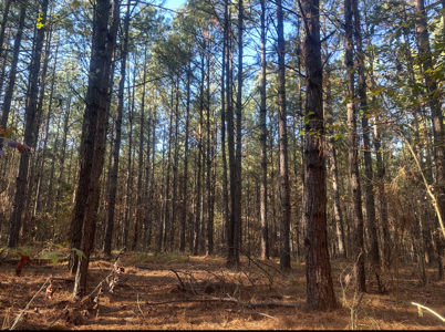 Large Hunting Land for Sale near Rison, AR W/ Hardwood Creek - image 7