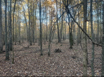 Large Hunting Land for Sale near Rison, AR W/ Hardwood Creek - image 9