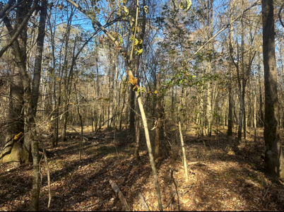Large Hunting Land for Sale near Rison, AR W/ Hardwood Creek - image 12