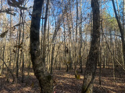Large Hunting Land for Sale near Rison, AR W/ Hardwood Creek - image 6