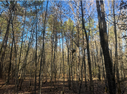 Large Hunting Land for Sale near Rison, AR W/ Hardwood Creek - image 5