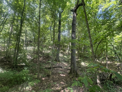 Hunting Property For Sale in West Fork, Arkansas on Mill Creek - image 7