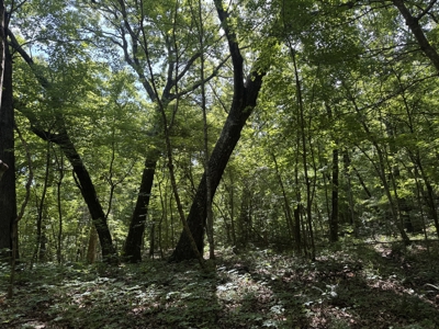 Hunting Property For Sale in West Fork, Arkansas on Mill Creek - image 6