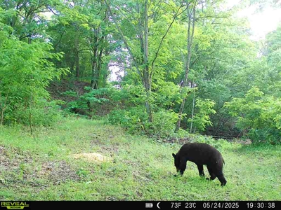 Hunting Property For Sale in West Fork, Arkansas on Mill Creek - image 3