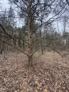 Hunting Property For Sale in West Fork, Arkansas on Mill Creek - image 13