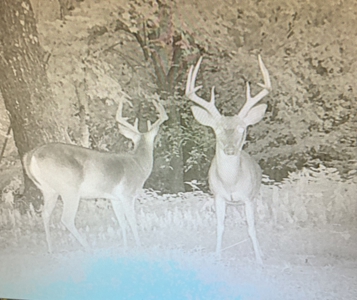 Hunting Property For Sale in West Fork, Arkansas on Mill Creek - image 15