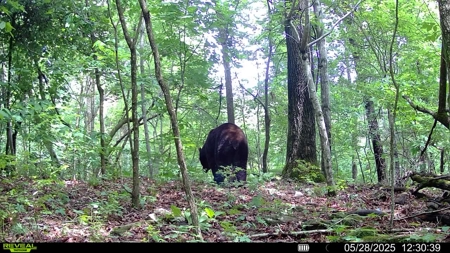 Hunting Property For Sale in West Fork, Arkansas on Mill Creek - image 2