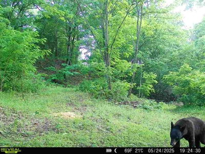 Hunting Property For Sale in West Fork, Arkansas on Mill Creek - image 4