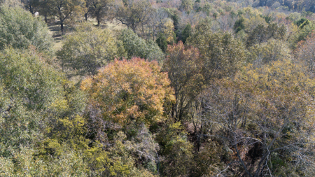 Country Home For Sale in Winona, Texas - image 47