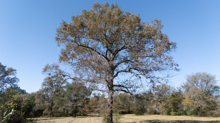 Country Home For Sale in Winona, Texas - image 48