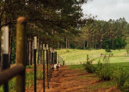 Mississippi Mini Farm For Sale - image 8