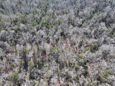 73 Acres Wooded and Pasture in Ozark County Missouri - image 11