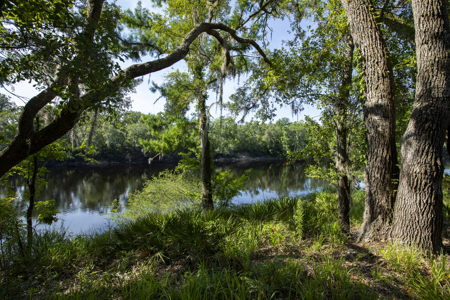 Riverfront Land for Sale in Live Oak, Florida - image 9