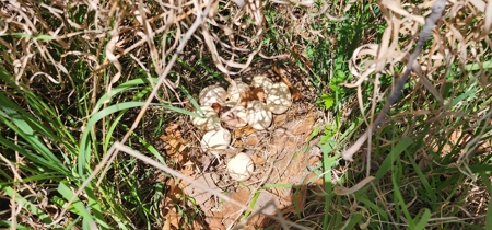 Country Estate in SW Wisconsin on 100 Acres W/ Trout Stream - image 40