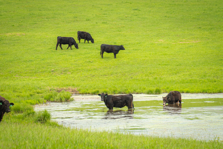 Missouri Cattle Ranch For Sale - image 15