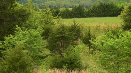 Missouri Cattle Ranch For Sale - image 11