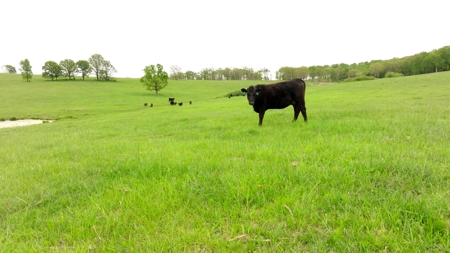 Missouri Cattle Ranch For Sale - image 8
