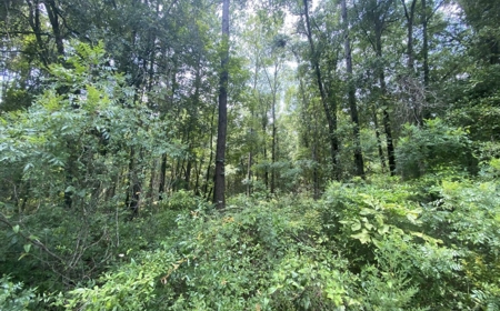 Land For Sale in Jennings, Florida! - image 1